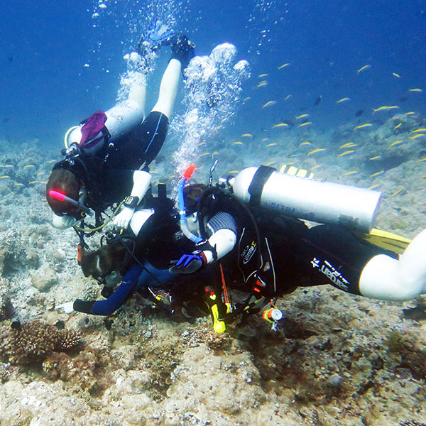Курс PADI Divemaster