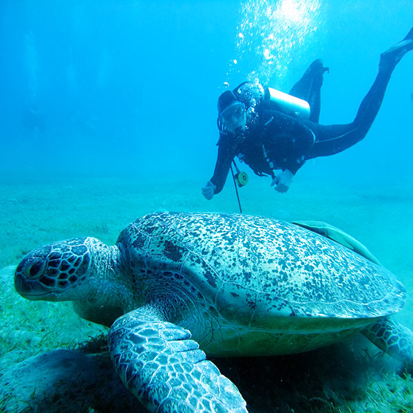Курс SSI Dive Guide
