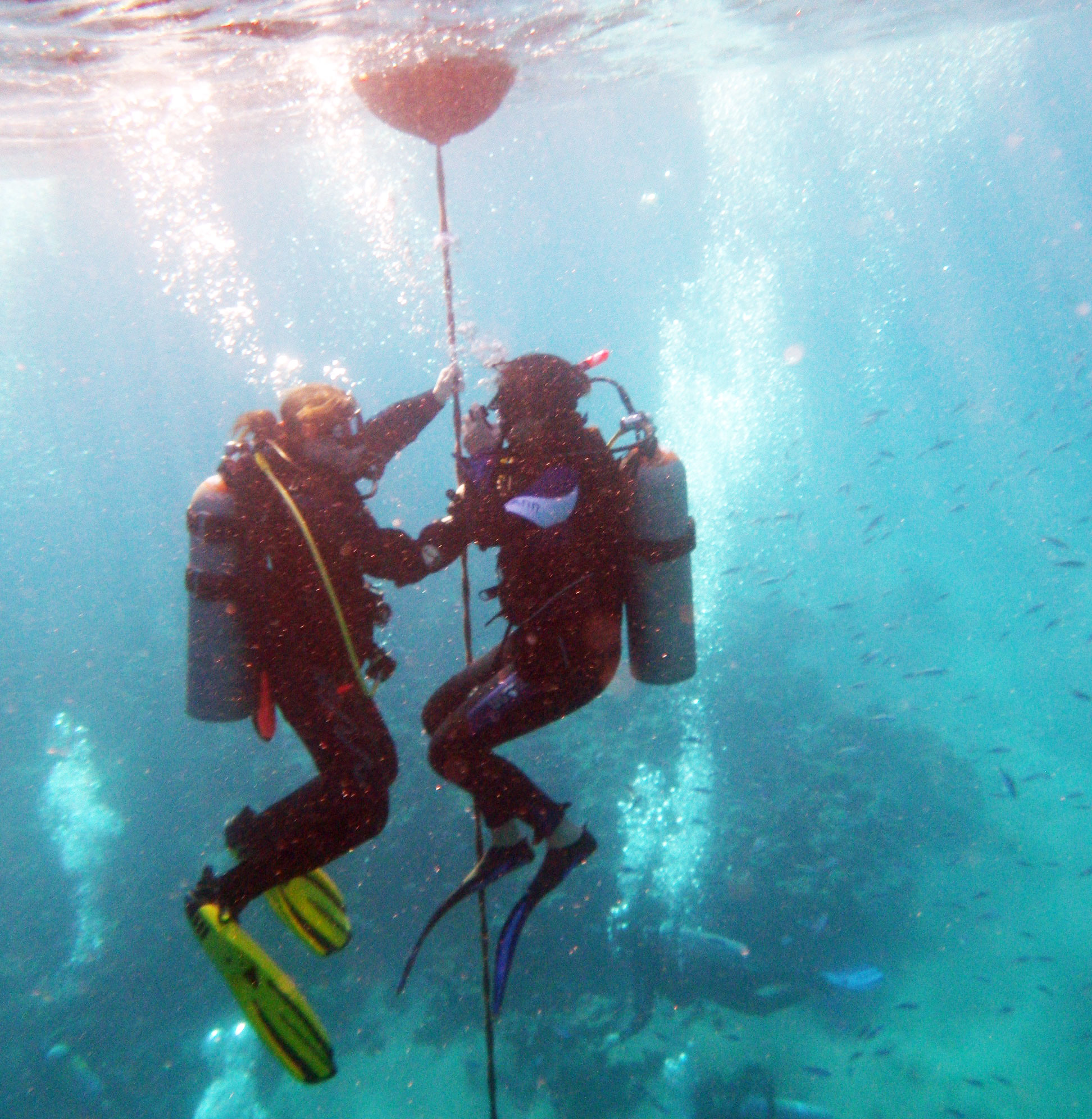 Курс PADI Divemaster